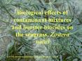 Biological effects of contaminant mixtures and booster biocides on the seagrass, Zostera noltii