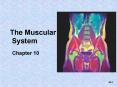 The Muscular System