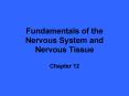 Fundamentals of the Nervous System and Nervous Tissue