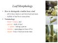 Leaf Morphology