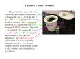 Experiment 3' Bomb Calorimetry
