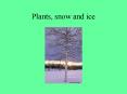 Plants, snow and ice