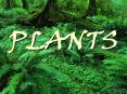 PLANTS