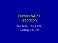Human A