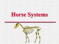 Horse Systems