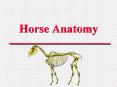 Horse Anatomy