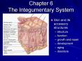 Chapter 6 The Integumentary System