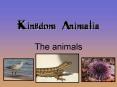 Kingdom Animalia
