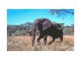 This biome has a uniform climate and rainfall between 200450 cm 80180 in per year'