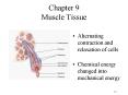 Chapter 9 Muscle Tissue