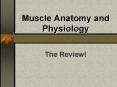 Muscle Anatomy and Physiology