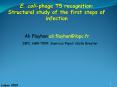 E' coliphage T5 recognition: Structural study of the first steps of infection
