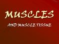 MUSCLES