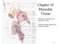 Chapter 10 Muscular Tissue