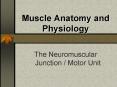Muscle Anatomy and Physiology