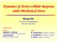 Dynamics of Active Cellular Response under Mechanical Stress