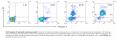 FACS analysis of neutrophil spontaneous death. Apoptotic neutrophils were stained using an Annexin V Detection Kit (Caltag Laboratories, Burlingame, CA) following a protocol provided by the manufacturer. FACS was performed using a FACScan flow