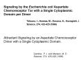 Signaling by the Escherichia coli Aspartate Chemoreceptor Tar with a Single Cytoplasmic Domain per D