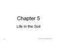 Life in the Soil