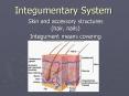 Integumentary System