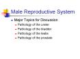 Male Reproductive System