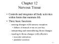 Chapter 12 Nervous Tissue