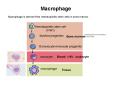 Macrophage