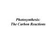 Photosynthesis: The Carbon Reactions