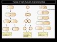 Types of cell division in prokaryotes