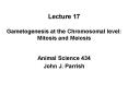 Lecture 17 Gametogenesis at the Chromosomal level: Mitosis and Meiosis