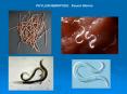 PHYLUM NEMATODA: Round Worms