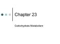 Carbohydrate Metabolism