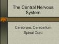 The Central Nervous System