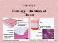 Histology: The Study of Tissues