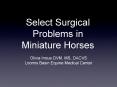 Select Surgical Problems in Miniature Horses