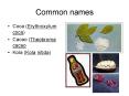 Common names
