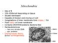 Mitochondria
