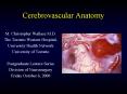 Cerebrovascular Anatomy