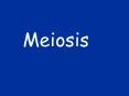 Meiosis 2