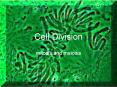 Cell Division