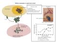 Affinity maturation in germinal center