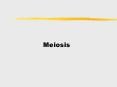 Meiosis