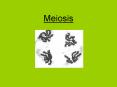 Meiosis