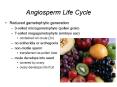 Angiosperm Life Cycle