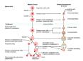 Hormones of the female reproductive cycle: