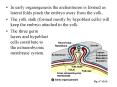 In early organogenesis the archentreron is formed as lateral folds pinch the embryo away from the yo