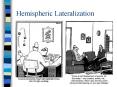 Hemispheric Lateralization