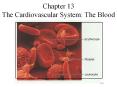Chapter 13 The Cardiovascular System: The Blood