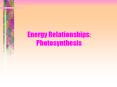 Energy Relationships: Photosynthesis