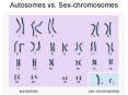 Autosomes vs. Sexchromosomes